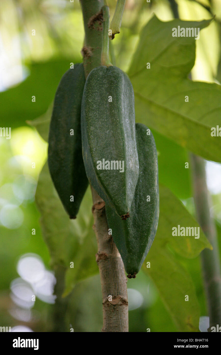 Mountain papaya carica pentagona hires stock photography and images