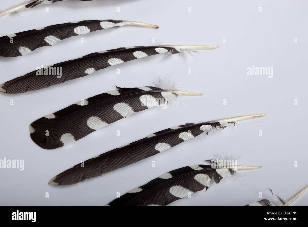 Great spotted woodpecker flight hi-res stock photography and images - Alamy