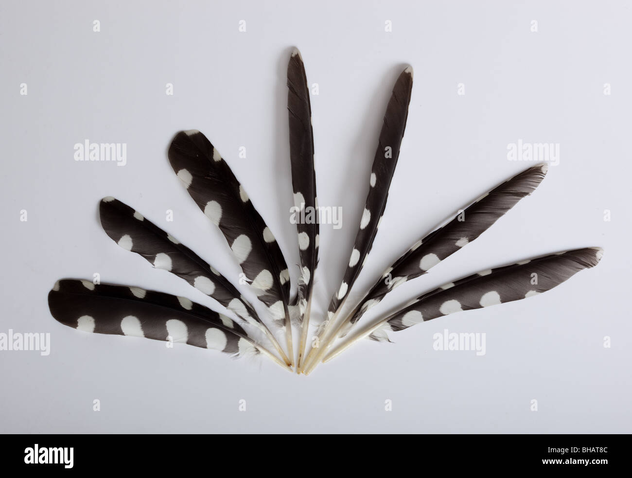 Flight feathers of a Great spotted woodpecker Stock Photo Alamy