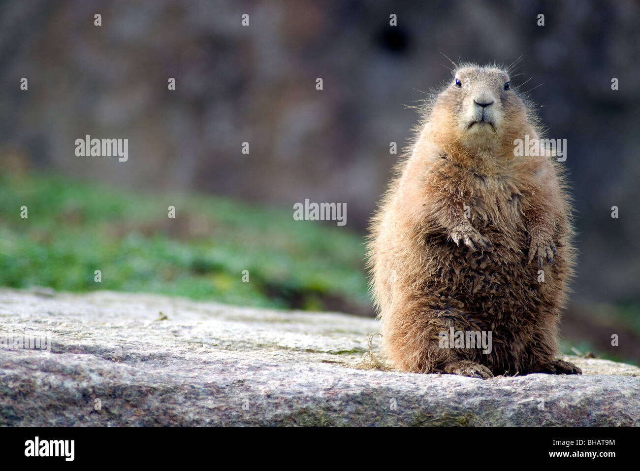 An alert prairie dog is among scores of animal and bird species on view in the Zoo d'Asson near Pau in the French Pyrenees Stock Photo
