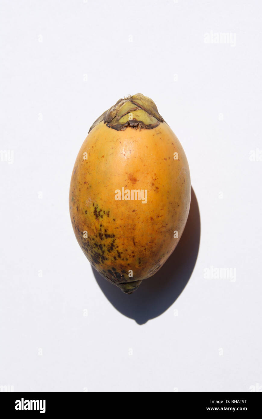 Fresh betelnut fruit in white background Stock Photo