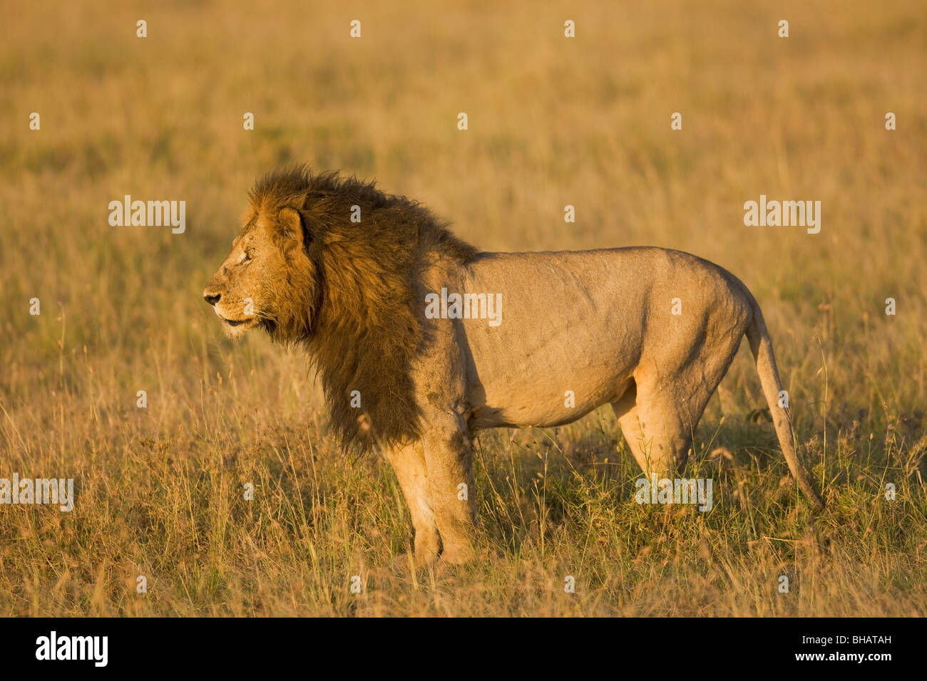 Male lion looking for prey, Masai Mara, Kenya, East Africa Stock Photo