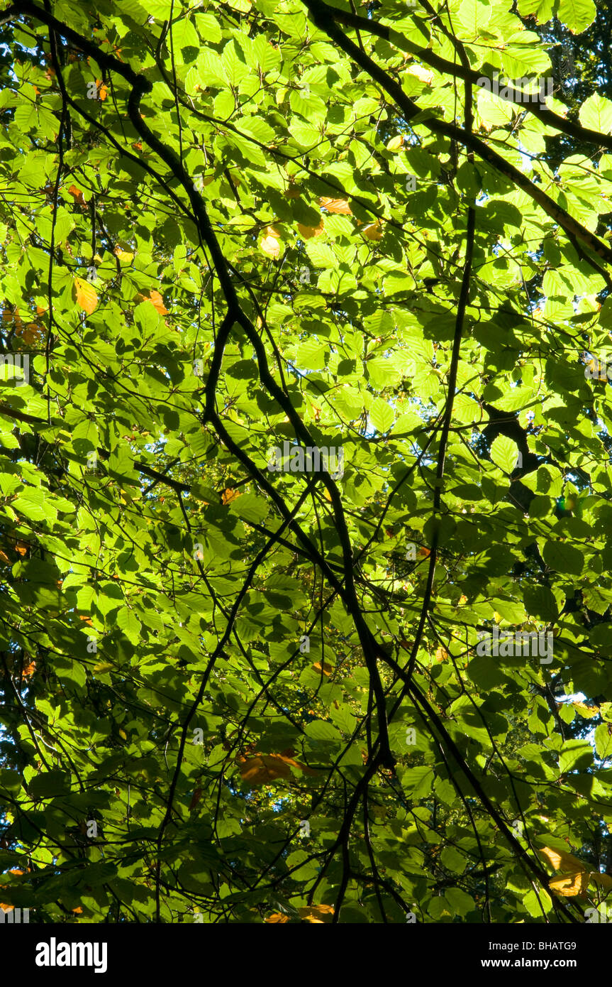 Green leaves with back light hi-res stock photography and images - Alamy