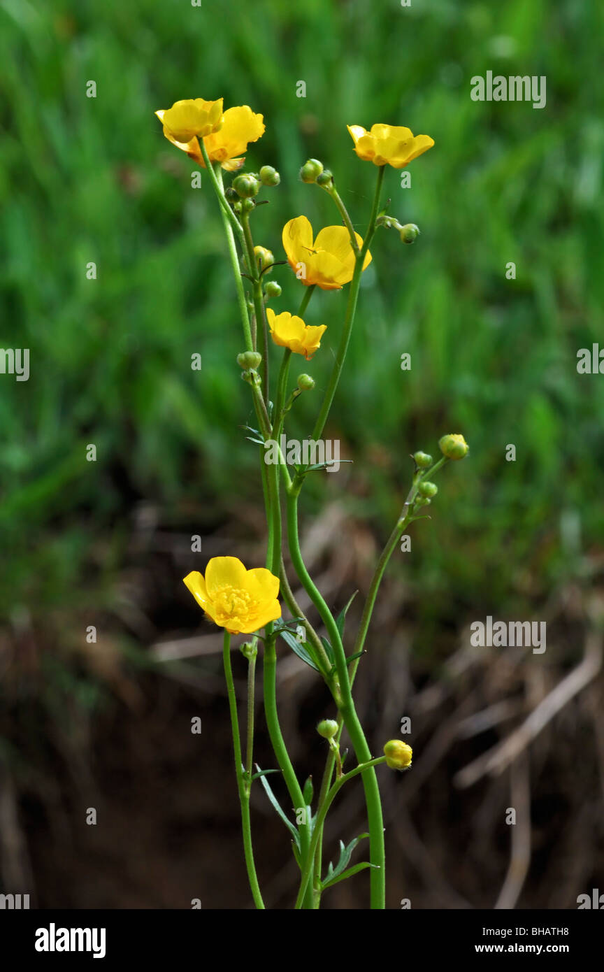 Meadow buttercup / Tall buttercup (Ranunculus acris), Germany Stock Photo