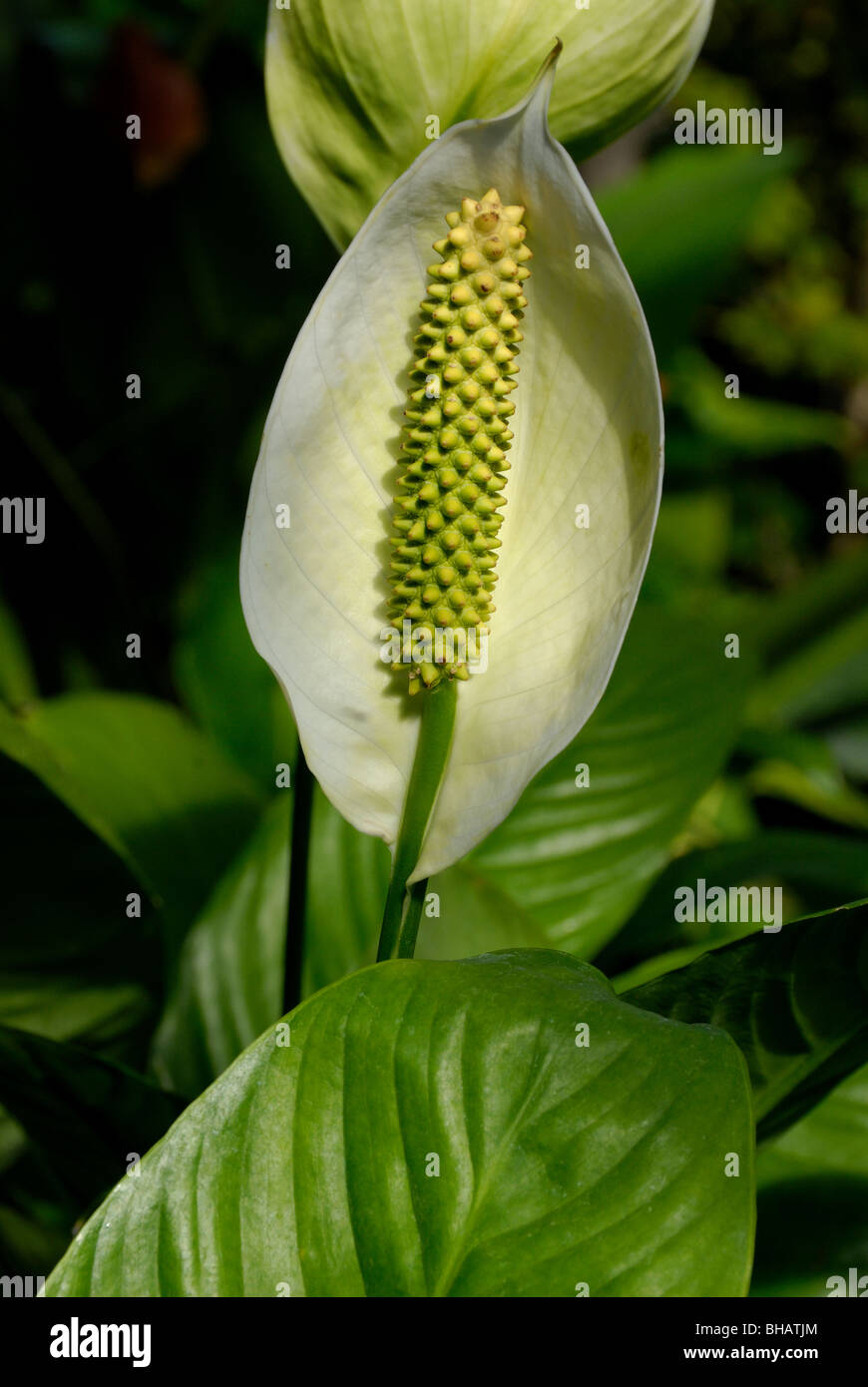 Peace lilies are one of the more popular houseplants because of its ability to clean indoor air of toxins Stock Photo