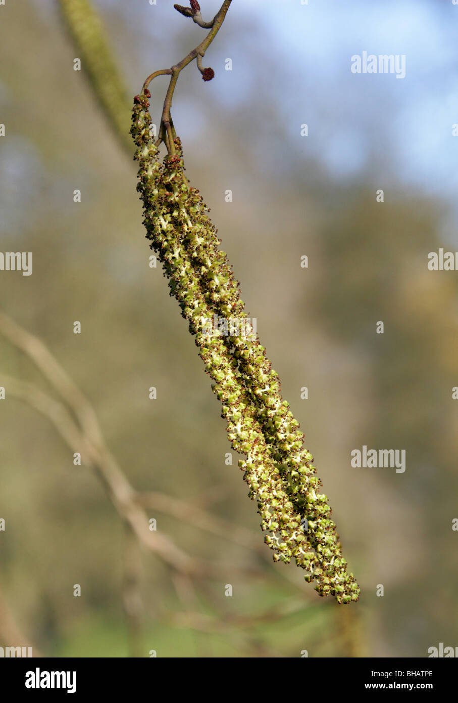 Alder Catkins, Alnus x spaethii (Alnus japonica × Alnus subcordata), Betulaceae Stock Photo