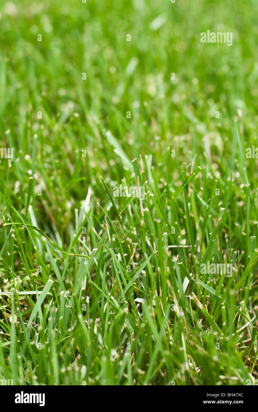 Close-up of Grass Stock Photo