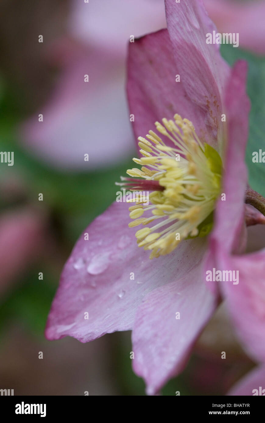Hellebore january flowering hires stock photography and images Alamy