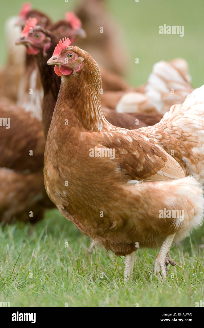 Free range hens Stock Photo