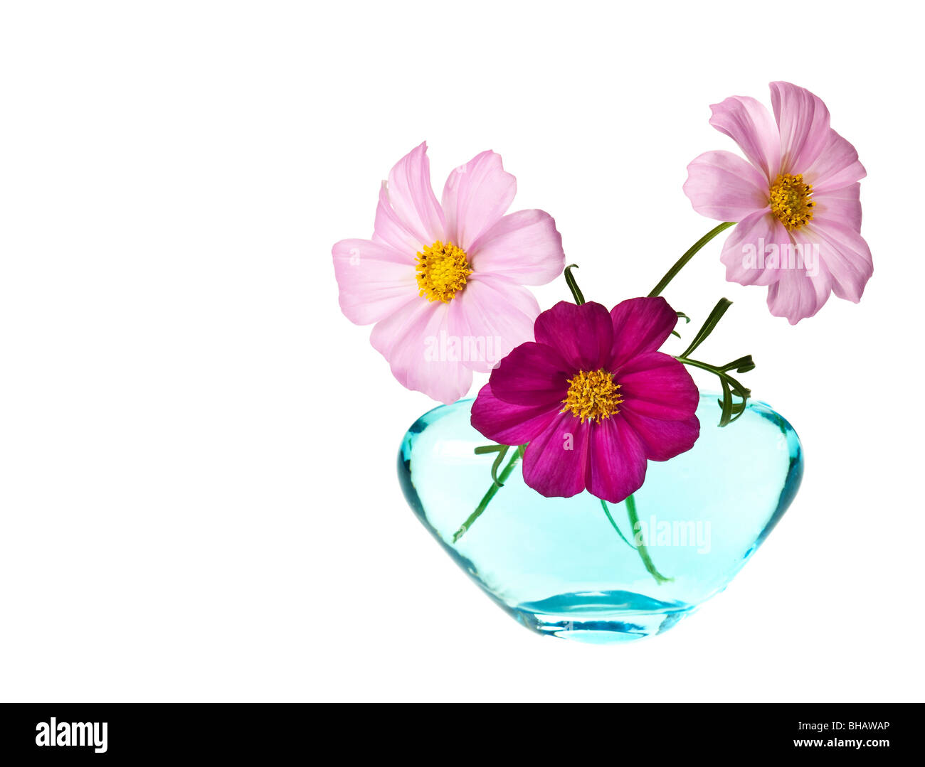 pink daisy isolated on a pure white background Stock Photo