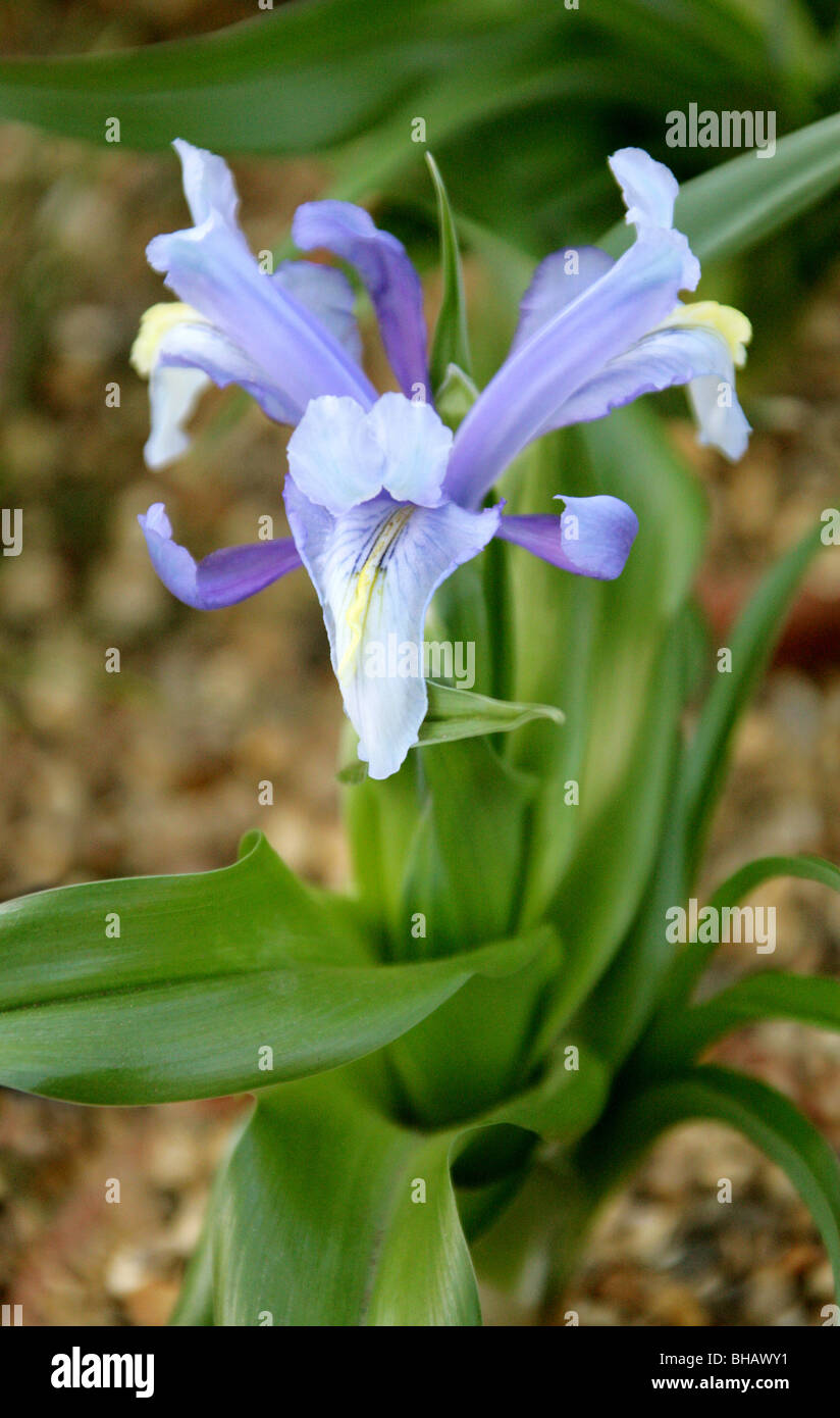Iris aucheri, Iridaceae, West Asia Stock Photo