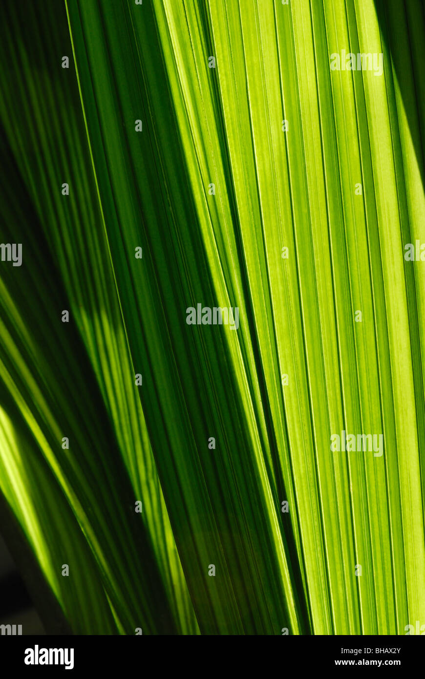 Leaf detail of a Cocos nucifera coconut plant Stock Photo