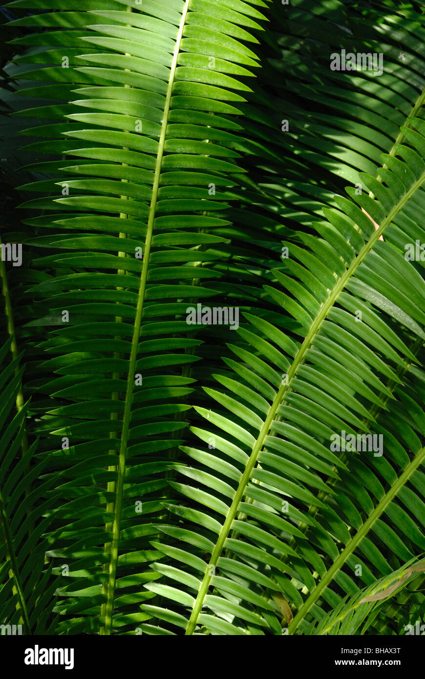 Foliage of a giant sago palm Stock Photo