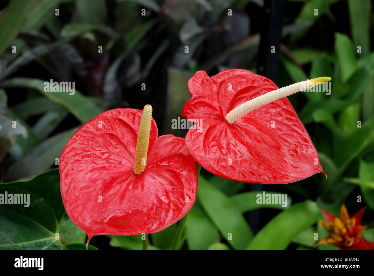 Two Anthurium blossoms Stock Photo