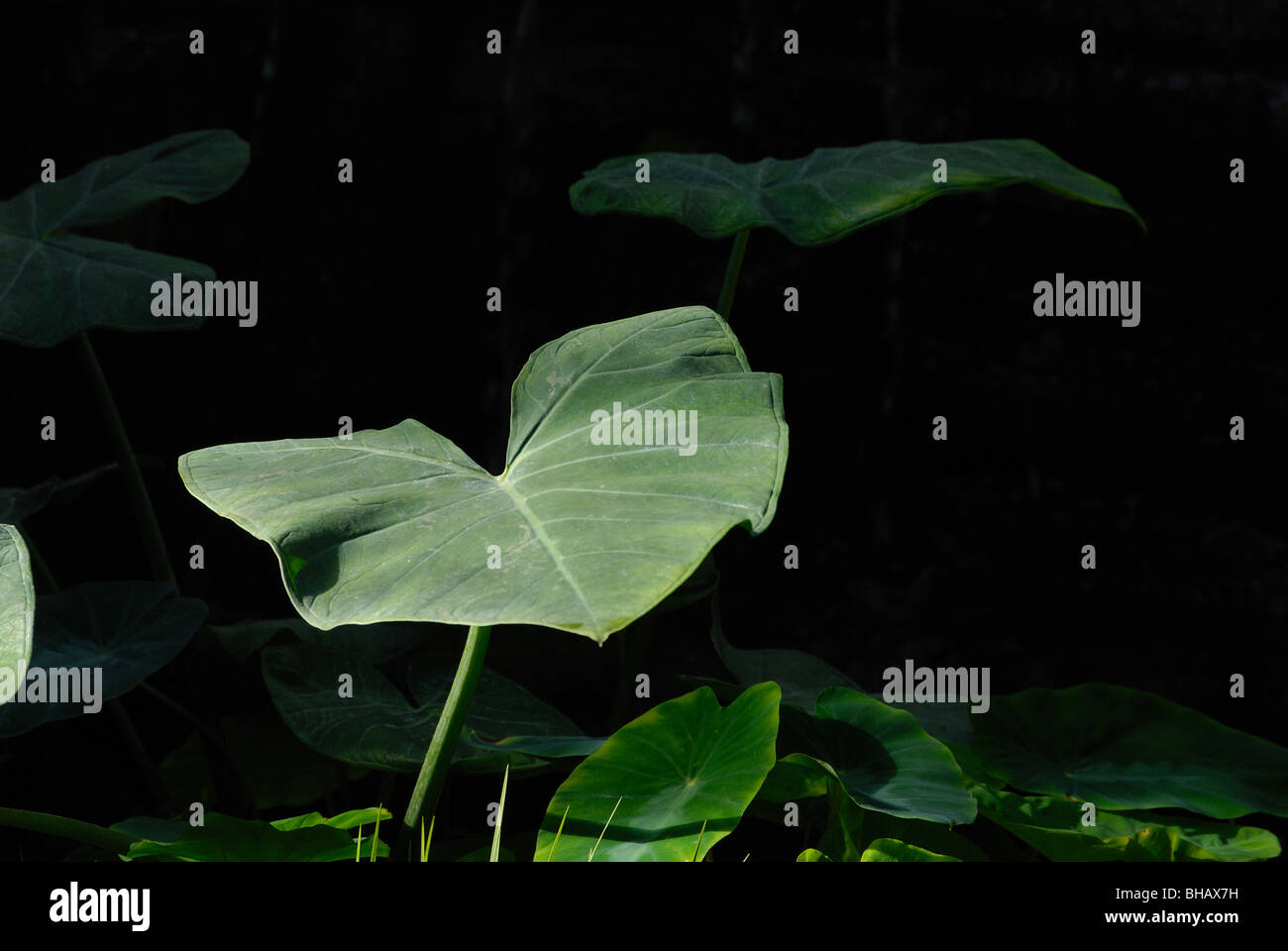 The water-loving colocasia esculenta growing on the bank of a pond Stock Photo