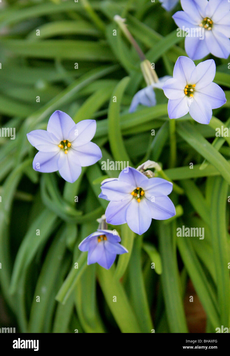 Spring Starflower, Ipheion uniflorum, Alliaceae Stock Photo