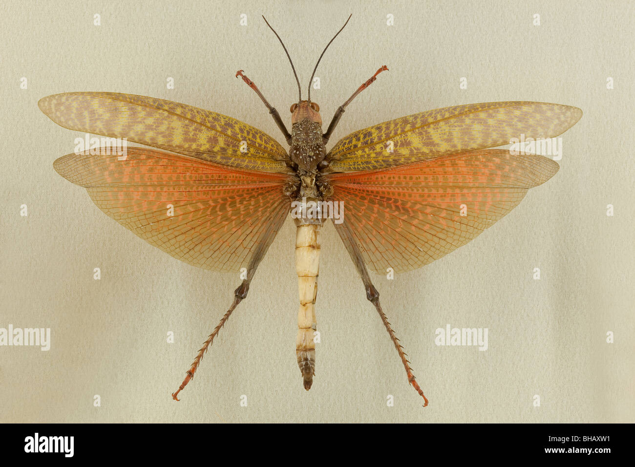 Closeup of exotic grasshopper specimen at Audubon Insectarium in New Orleans. Stock Photo