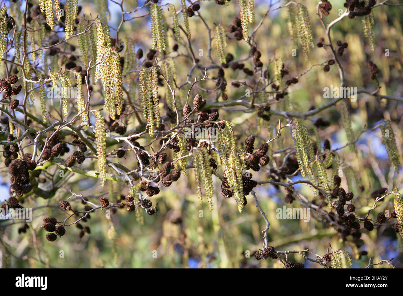 Caucasian Alder and Catkins, Alnus subcordata, Betulaceae, Caucasus, Iran Stock Photo