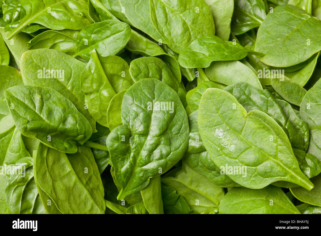 Spinach leaves hires stock photography and images Alamy