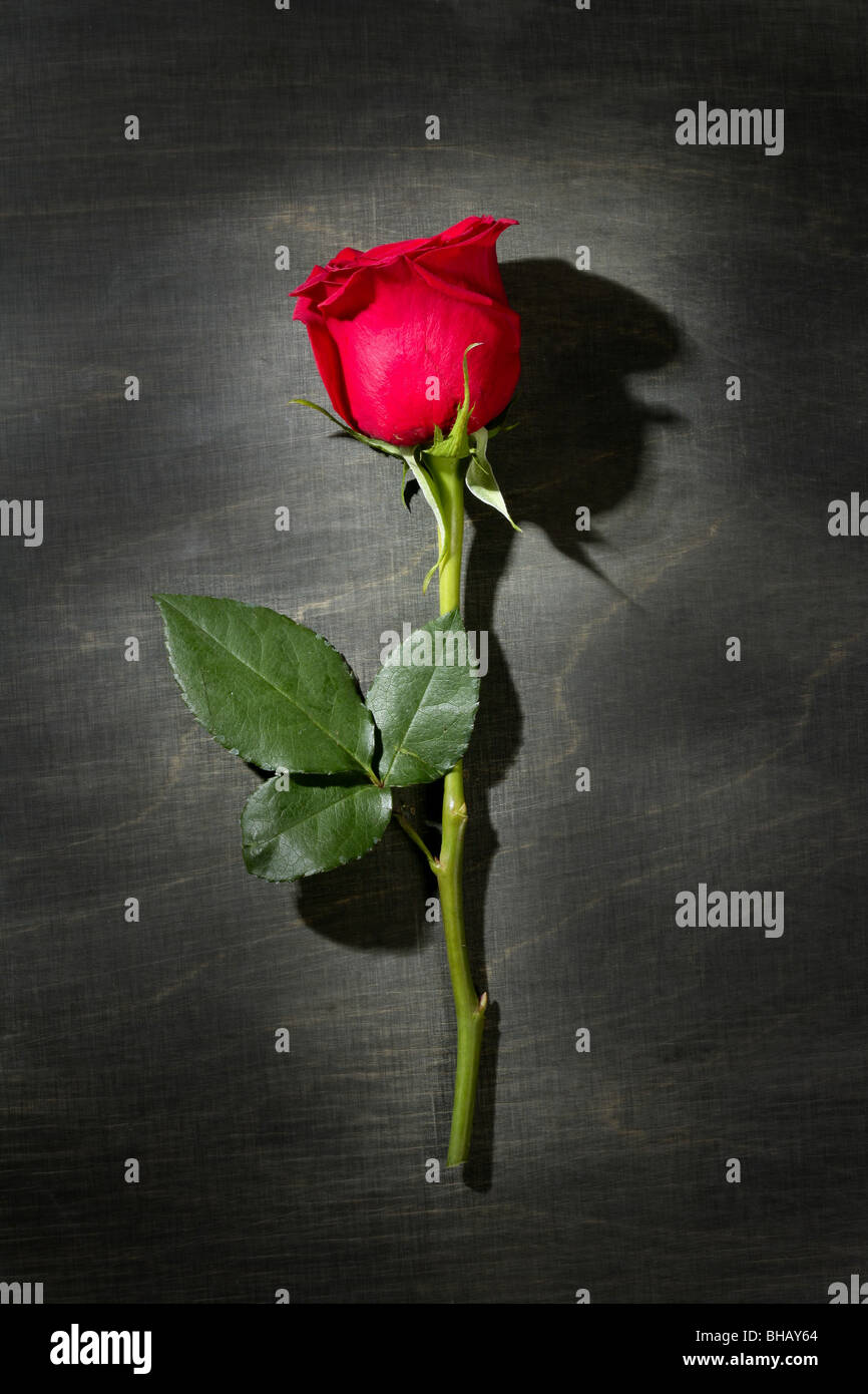 Red rose macro close up over dark black wood background Stock Photo - Alamy