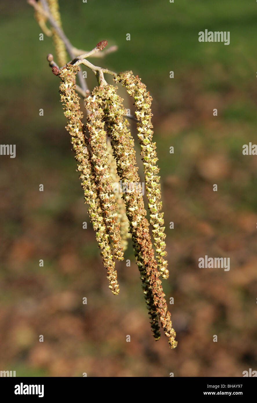 Caucasian Alder and Catkins, Alnus subcordata, Betulaceae, Caucasus, Iran Stock Photo