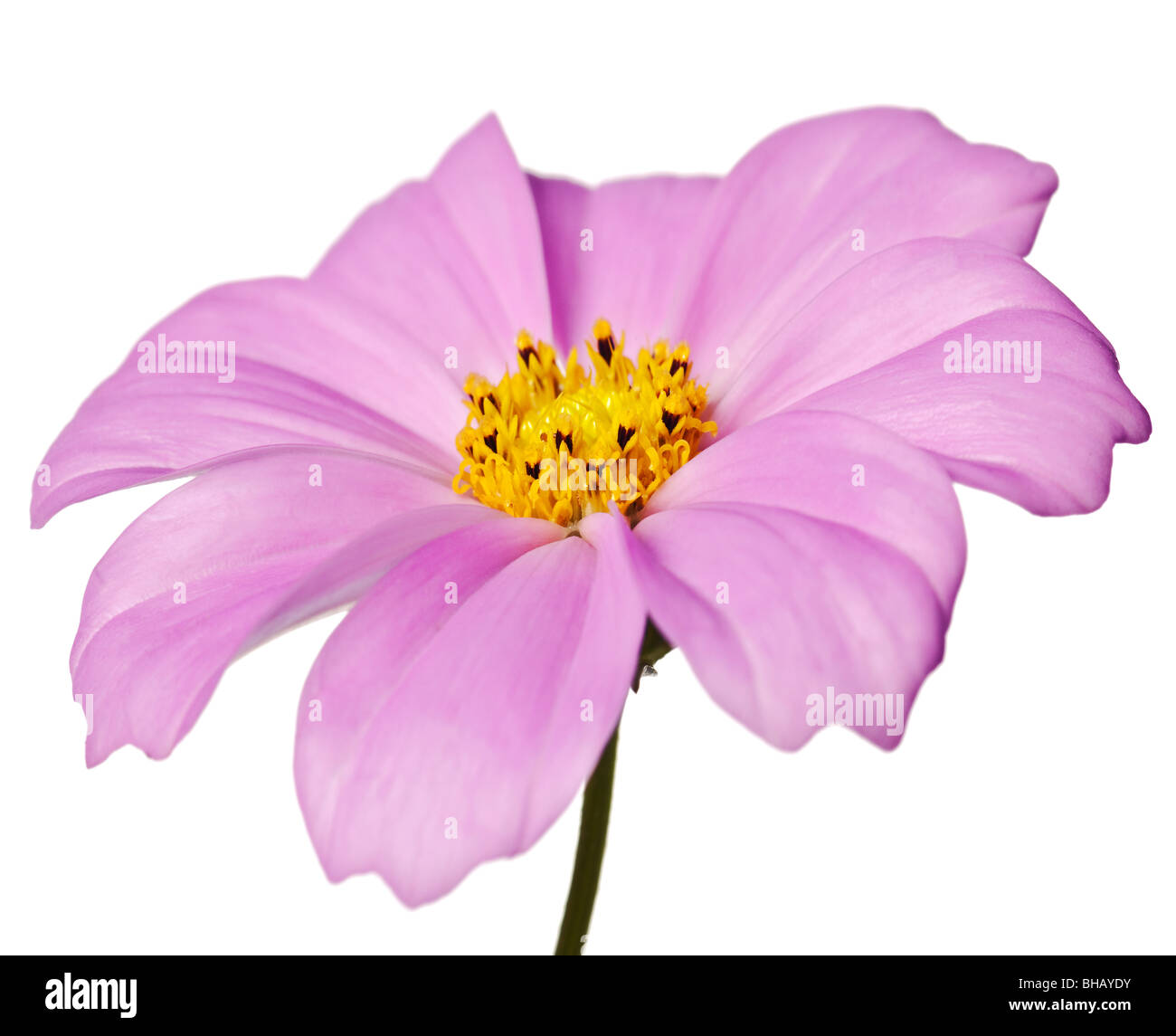 pink daisy isolated on a pure white background Stock Photo - Alamy