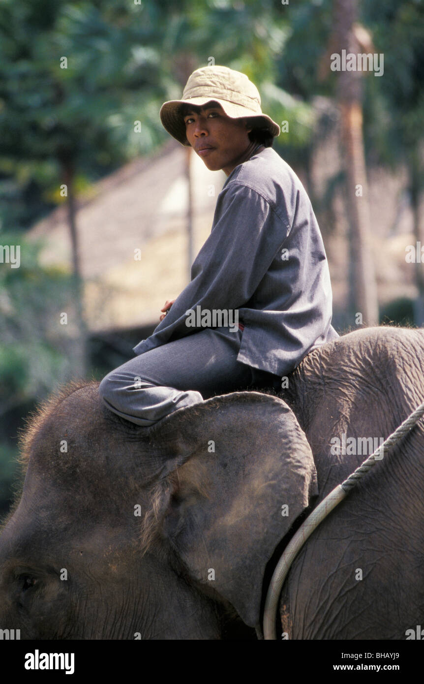 Elephant Handler, Bali Stock Photo Alamy