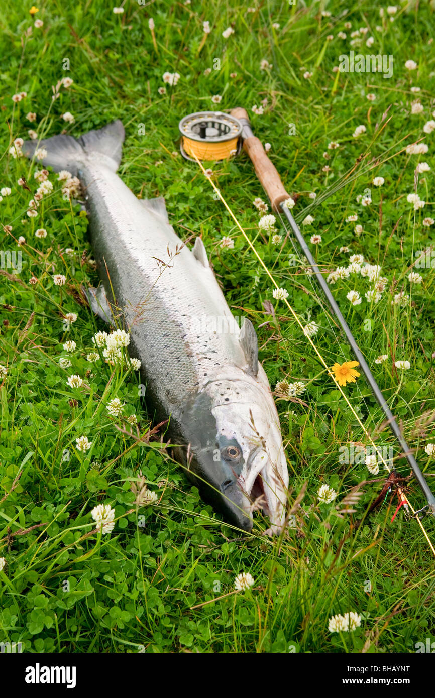 Large atlantic salmon on the river bank Stock Photo