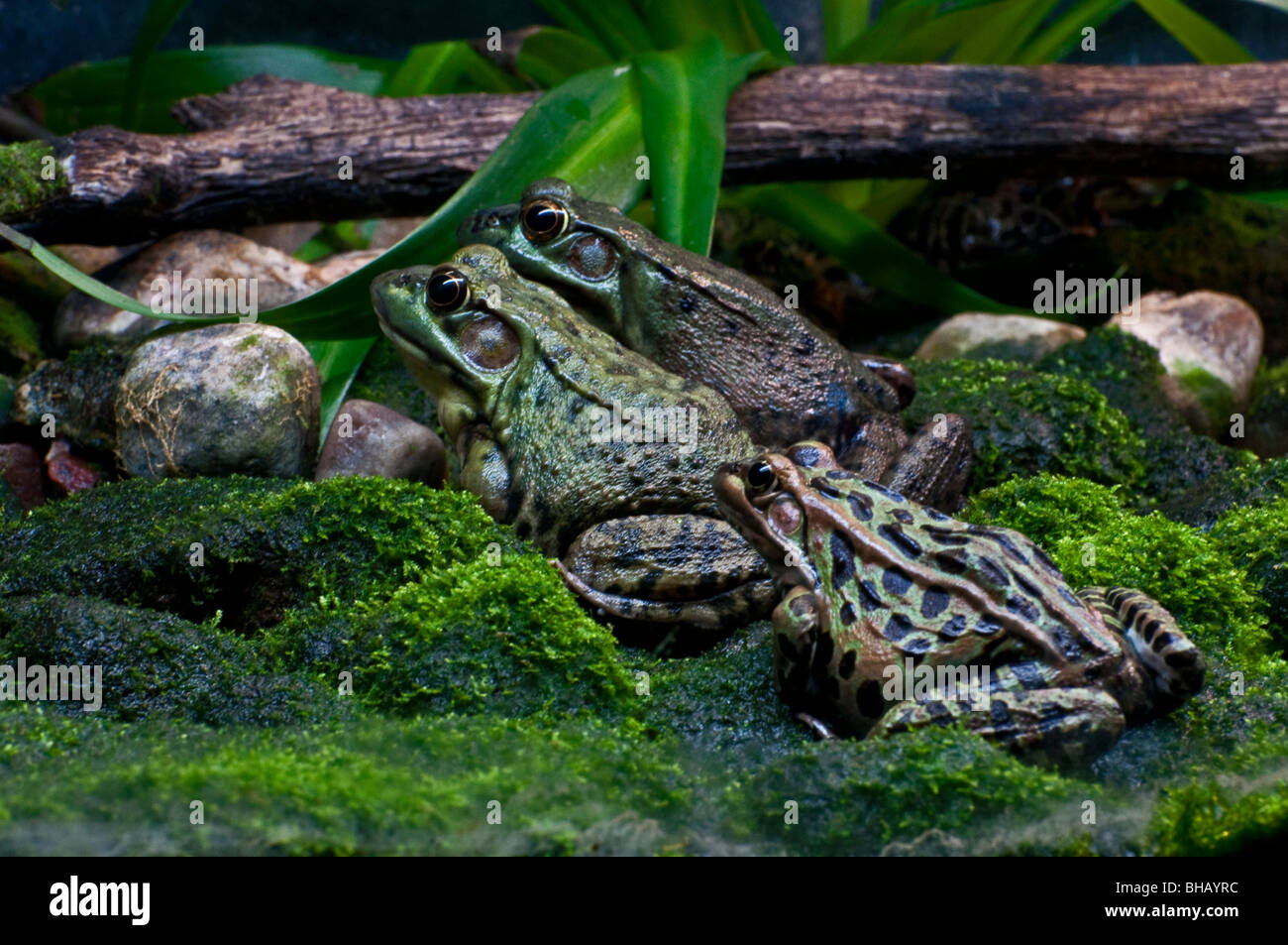 A trio of Frogs Stock Photo