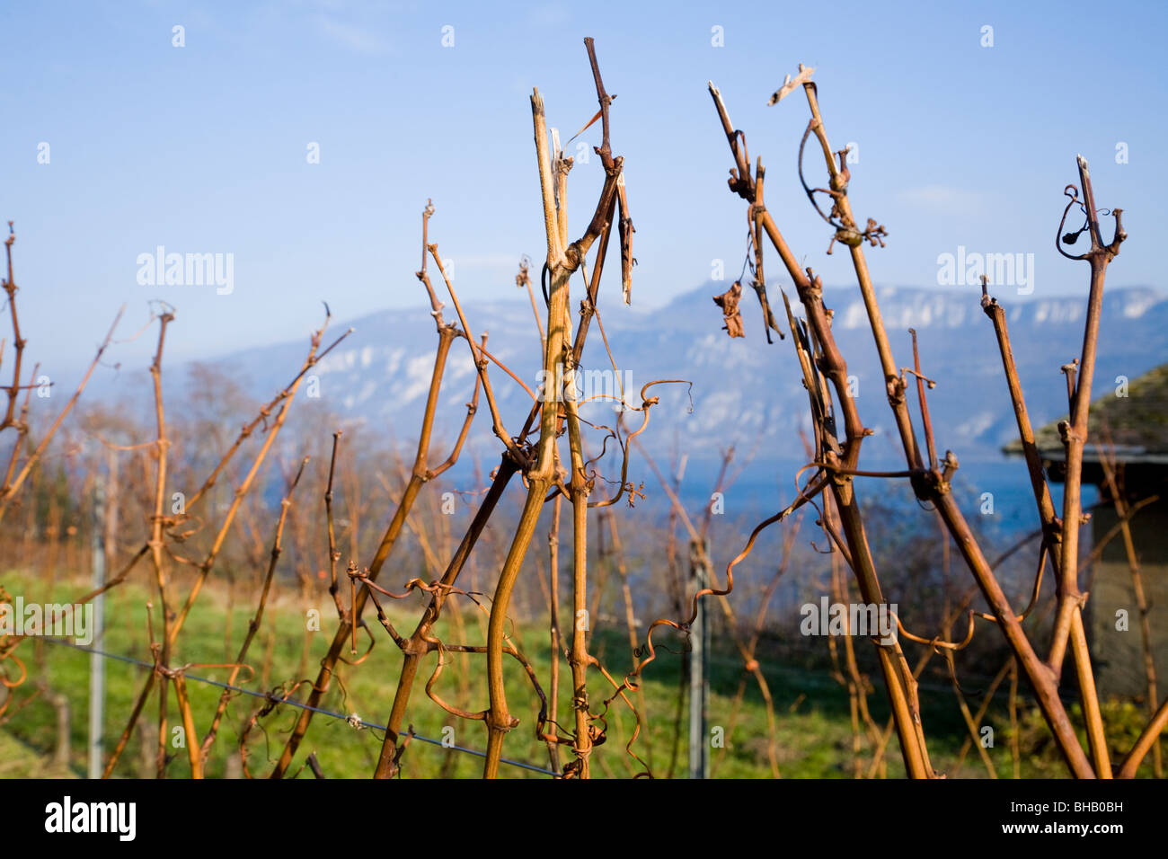 Budding branches / twigs / stems / bud / on an alpine vine in a French vineyard during winter. Alps are visible in the distance. Stock Photo