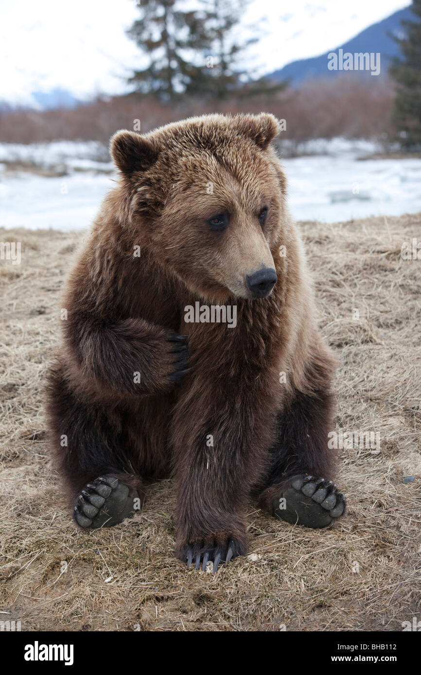 CAPTIVE Brown bear at the Alaska Wildlife Conservation Center, Southcentral Alaska, Stock Photo