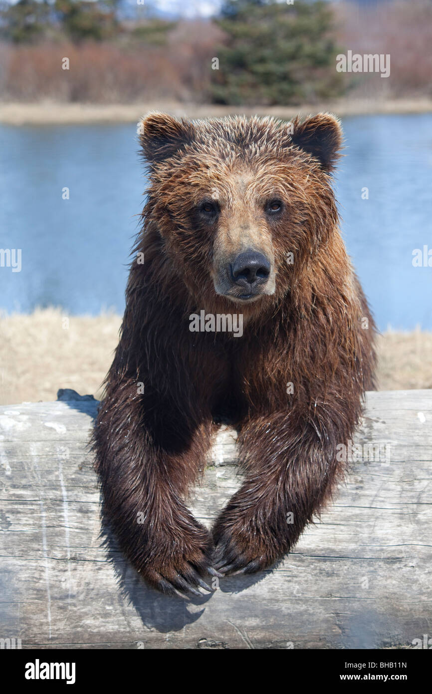 CAPTIVE Female brown bear at the Alaska Wildlife Conservation Center, Southcentral Alaska, Stock Photo