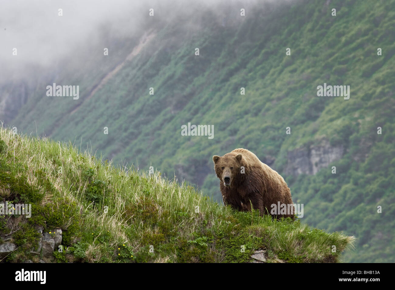 A male brown bear stands on a grassy ridge on an island in Amalik Bay near Geographic Harbor on the Katmai coast in Alaska Stock Photo