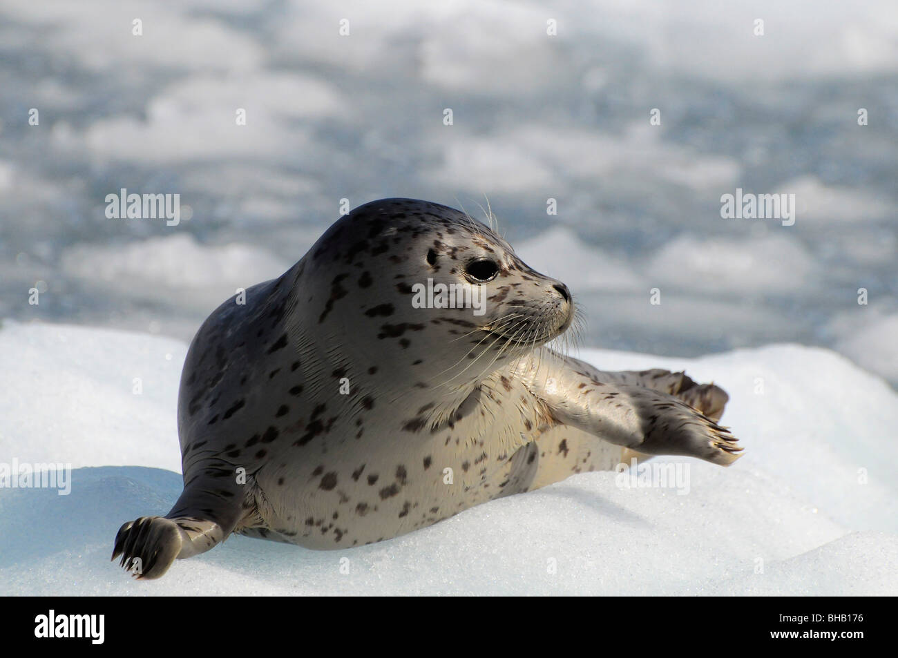 Harbor seal lying on iceberg in Prince William Sound, Alaska Stock Photo
