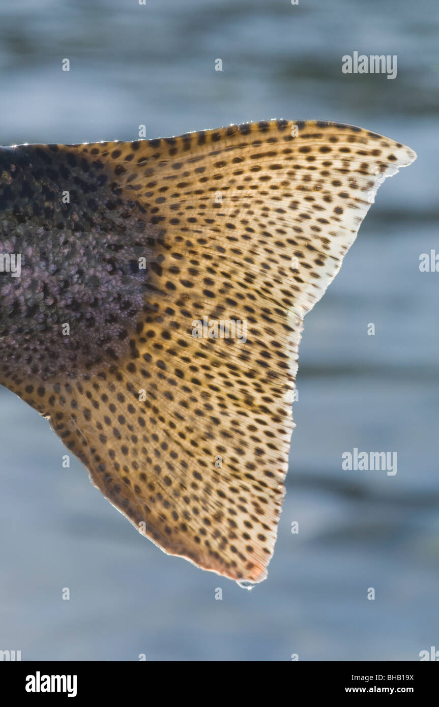 Close up of the tail of a Rainbow Trout backlit by sunshine, Kenai River, Alaska Stock Photo