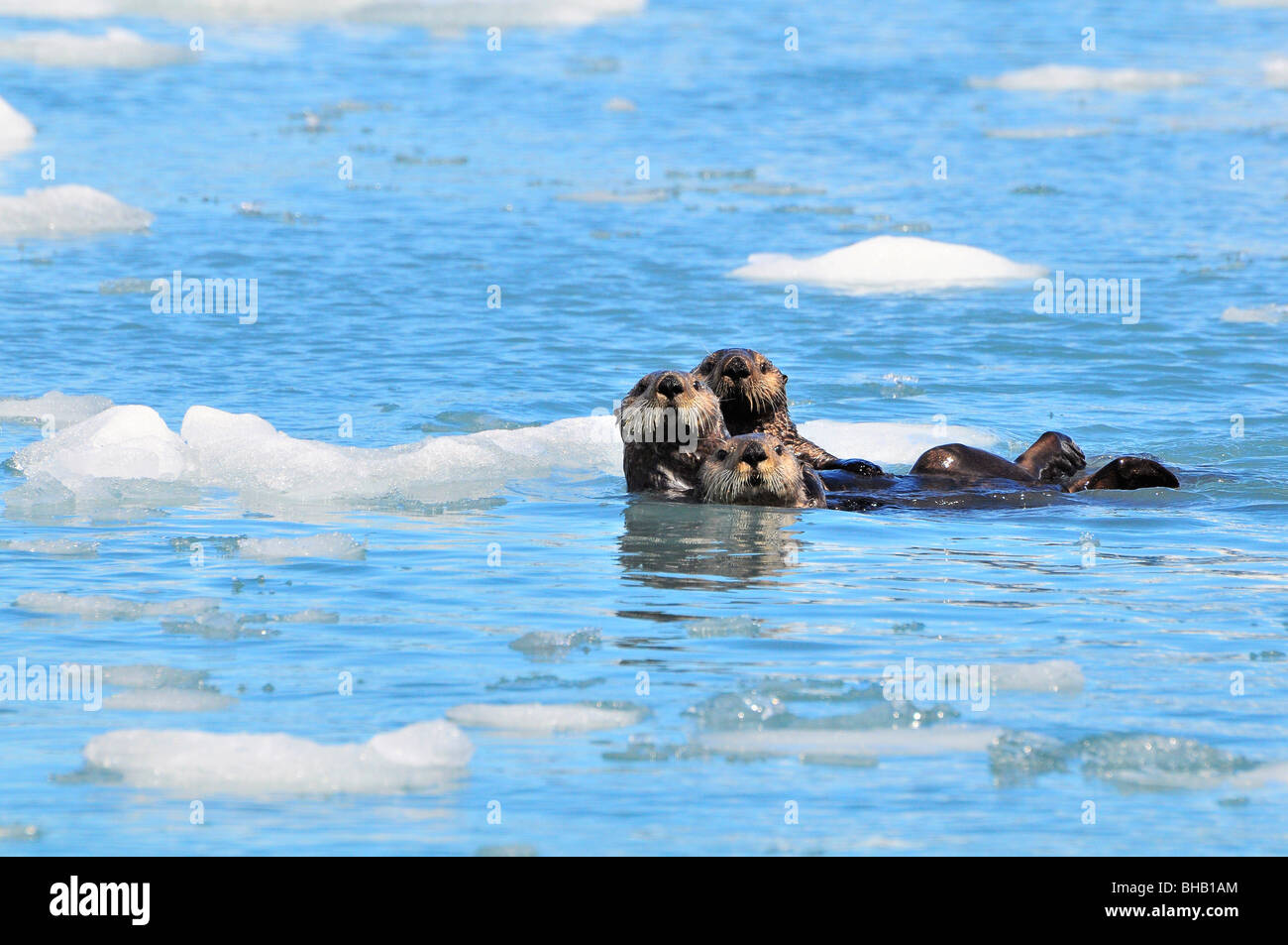Sea Otters amongst an ice floe in Prince William Sound, Alaska Stock Photo