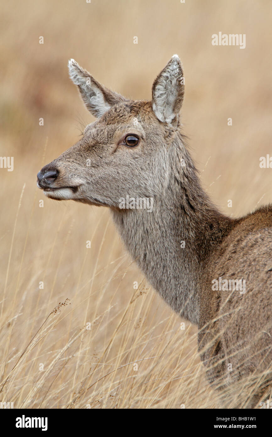 Head shot of a wild Red Deer hind Stock Photo