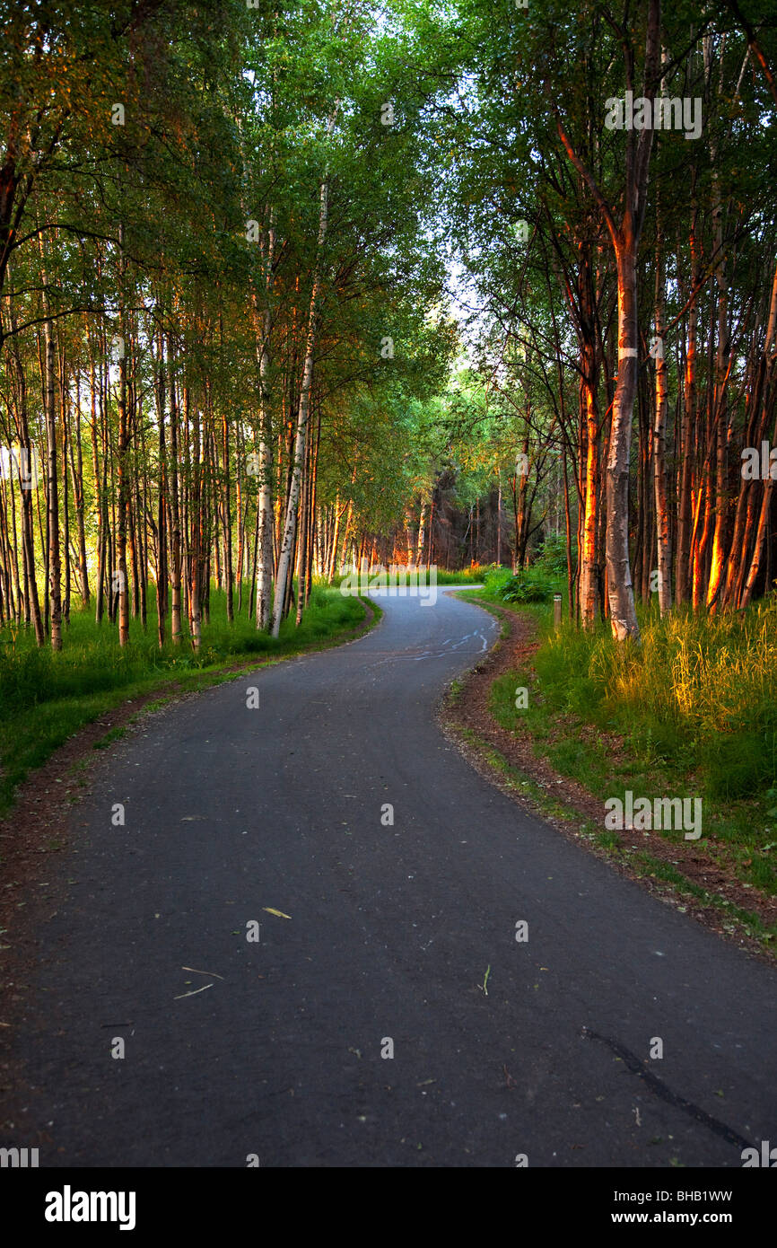 Paved path winding through the forest, Tony Knowles Coastal Trail, Anchorage, Alaska/n Stock Photo