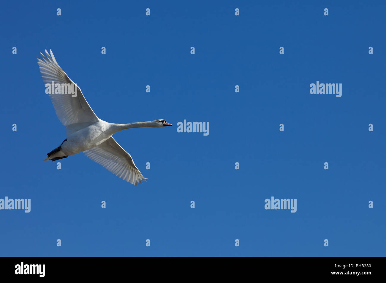 Flying Swan Stock Photo