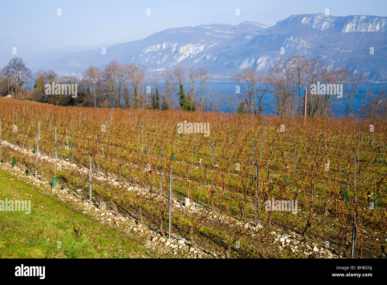 A French alpine vineyard / vine yard during winter. The Alps are visible in the distance. Stock Photo