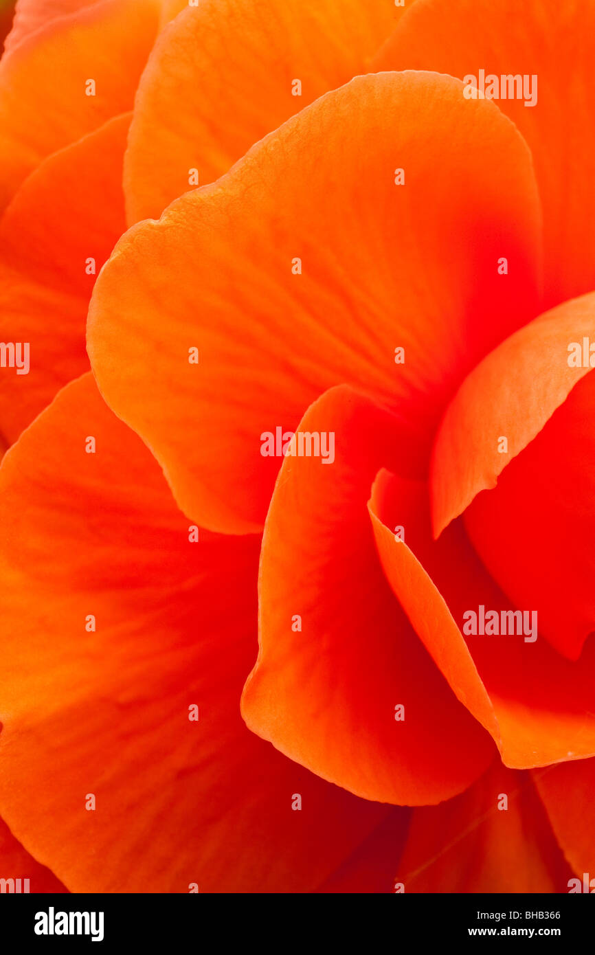 Macro view of a orange begonia flower during Summer Stock Photo
