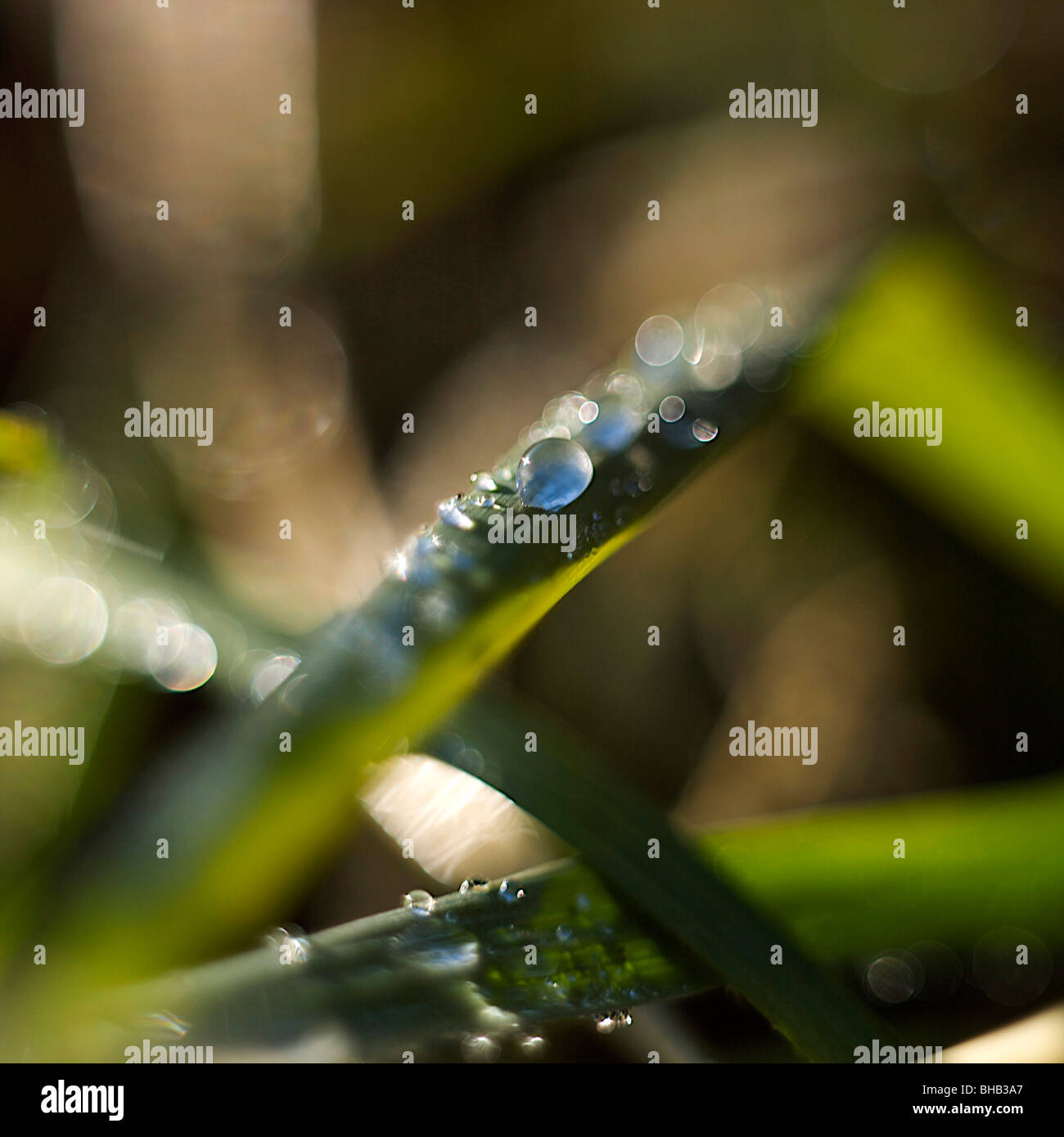 Close up of plant with water droplets Stock Photo - Alamy
