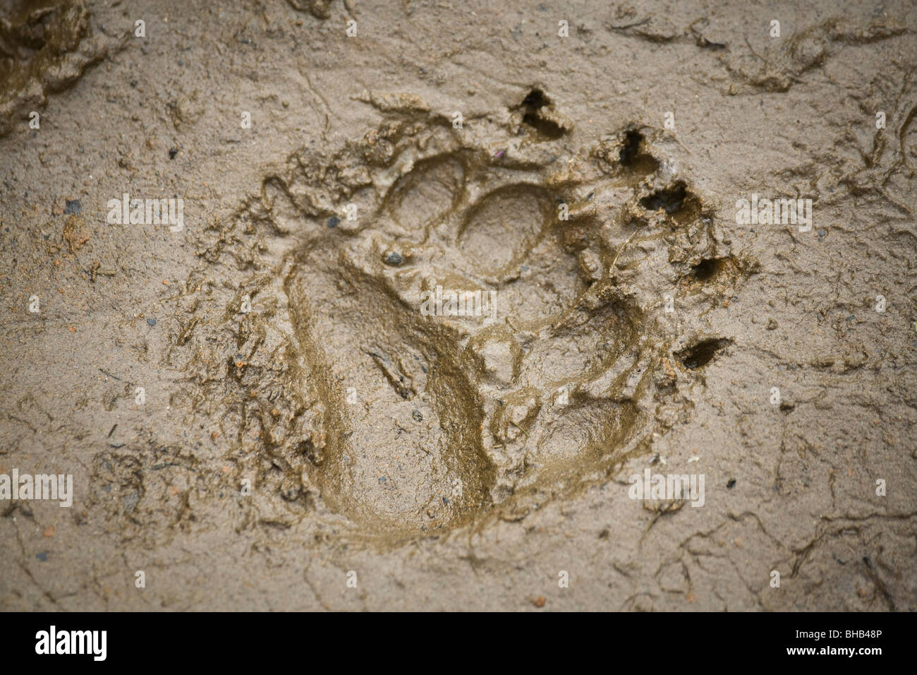 Brown bear track in the mud on the lakeshore of Big River Lakes in Southcentral Alaska during Summer Stock Photo