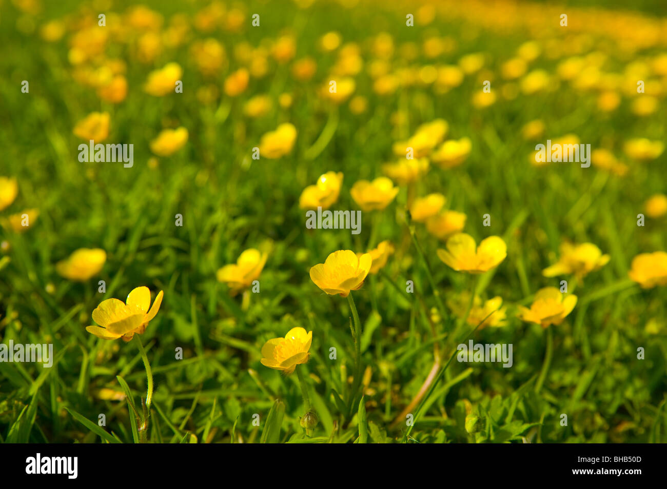 Field of buttercups Stock Photo Alamy