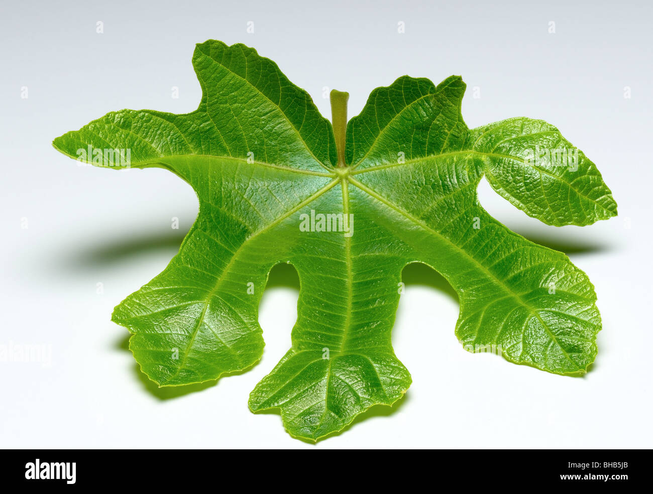 fig leaf Stock Photo