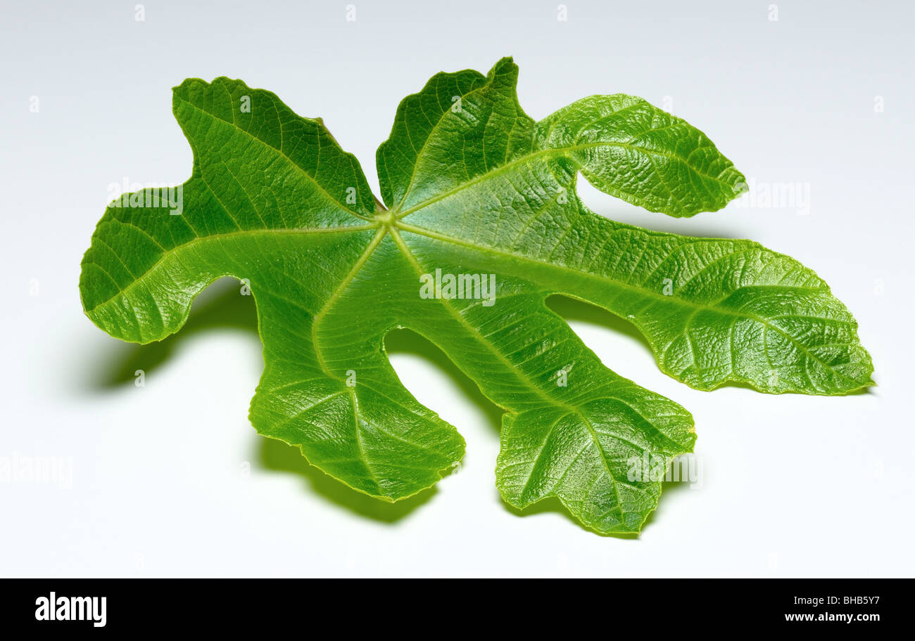 Fig leaves hires stock photography and images Alamy