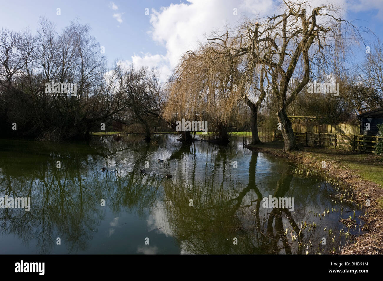 Winter reflections of bare branches and trees in Coleshill village pond