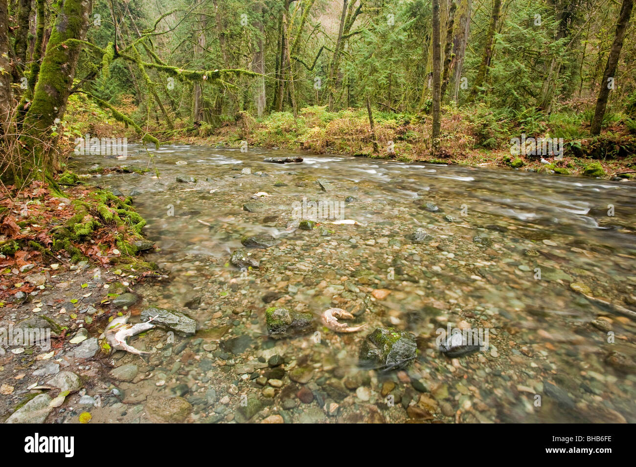 Salmon run at Goldstream Park. Vancouver Island, BC, Canada Stock Photo