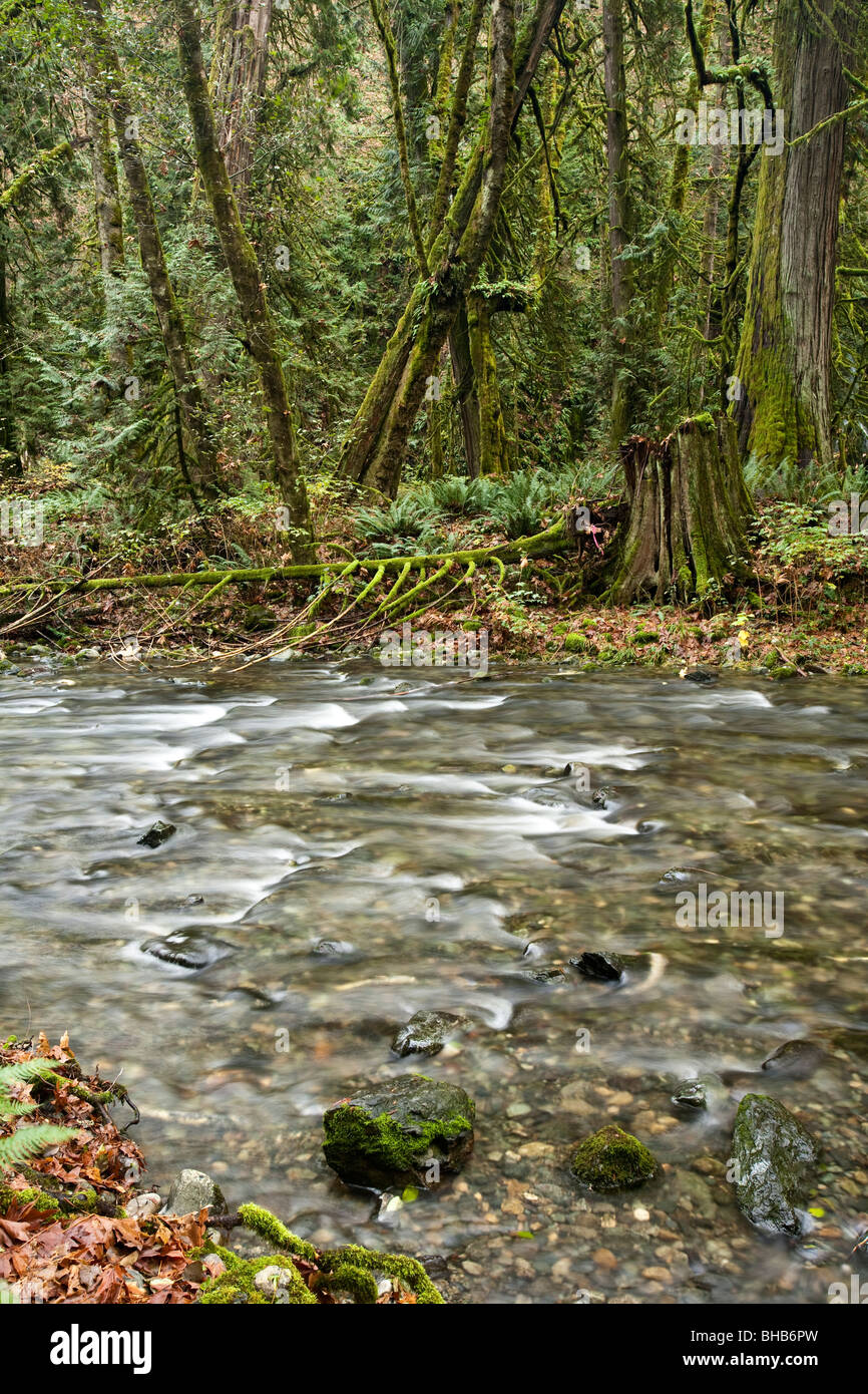 Salmon run at Goldstream Park. Vancouver Island, BC, Canada Stock Photo