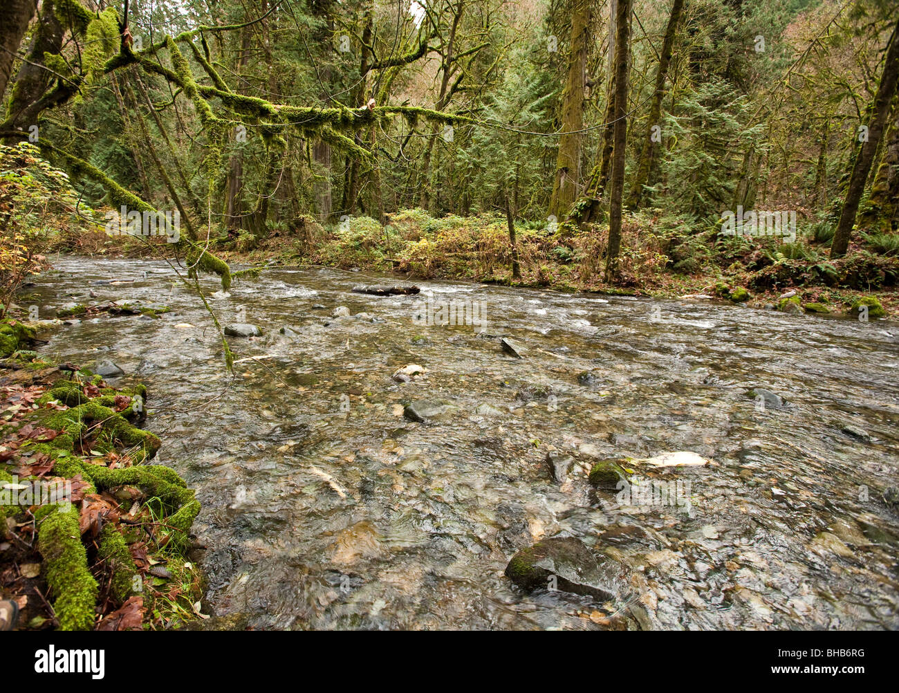 Salmon run at Goldstream Park. Vancouver Island, BC, Canada Stock Photo